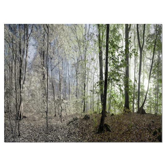 Designart - Morning in Forest Panorama